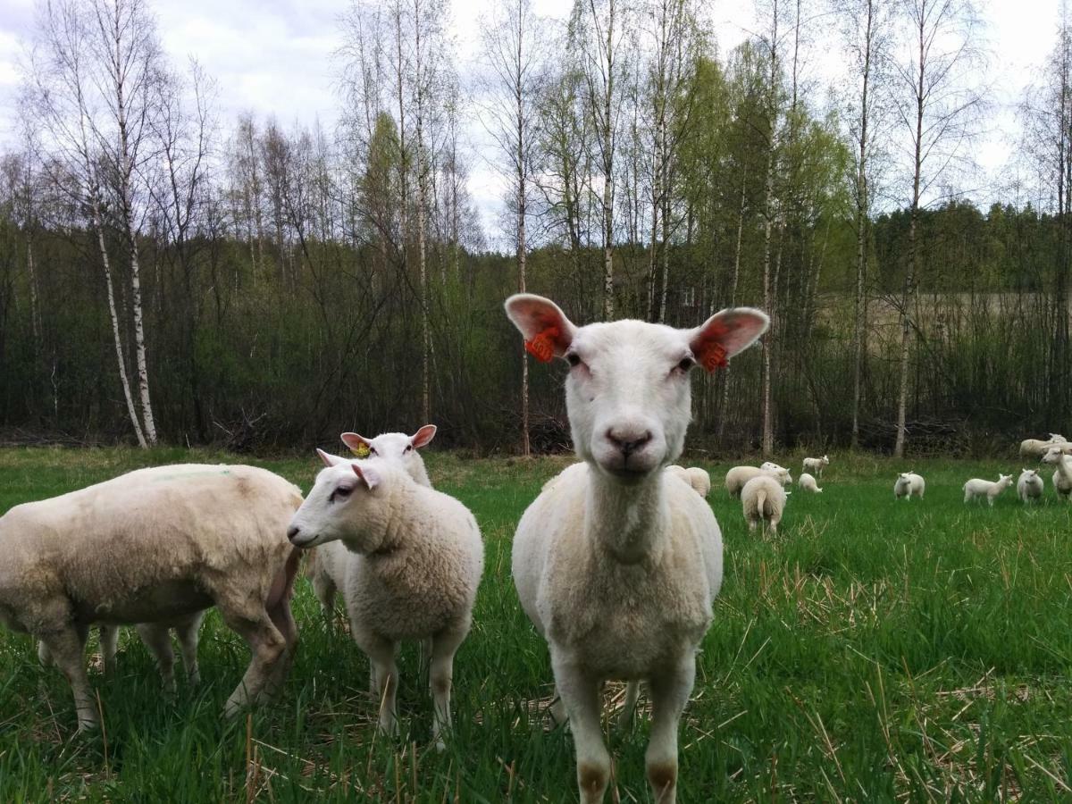 Hotel Kujanpaeae | Paajoen Vuokramoekit Himos Exteriér fotografie